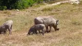 Warthogs in Addo Elephant National Park