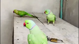 Indian parrots talking and making sounds lovely and best voice||