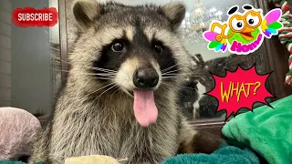 The most charming and attractive raccoon in the world