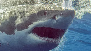 Great White Sharks-Isla Guadalupe Cage Diving on SolmarV