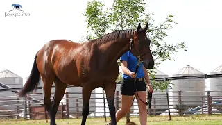 Bowness Stud's 2024 Magic Millions Yearling Sale Draft Preview