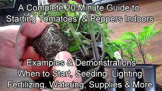 A Complete 20 Minute Guide to Starting Tomatoes & Peppers Indoors: See Description for Details!