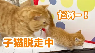 赤ちゃん子猫が初めて脱走しました💦【子猫の鳴き声】Munchkin Kitten Meowing💓