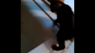 Kitten falls into bathtub