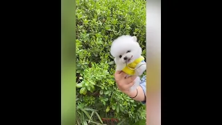 【Compilation】Dog Pet Puppy Pomeranian Grooming Teddy bear style ! dogs story #short 66