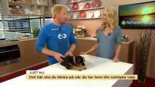 Valpskola med Fredrik Steen och valpen "Majvor" - Nyhetsmorgon (TV4)