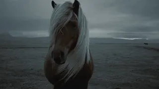 Courage To Change「 Equestrian sport MV 」HD