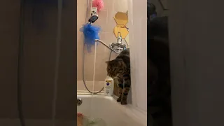 Говорящий Кот.Купается в ванной.Бенгальский дикий кот
