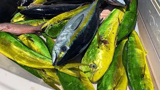 Mahi Mahi and Tuna Frenzy... RARE FISH CAUGHT IN JUPITER