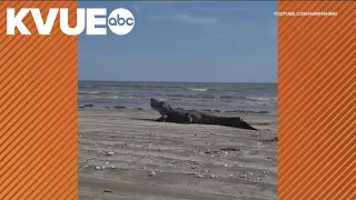 Alligator spotted at southeast Texas beach