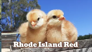 Rhode Island Red chicks, New Zealand