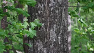 Ситова Меча! Начало!