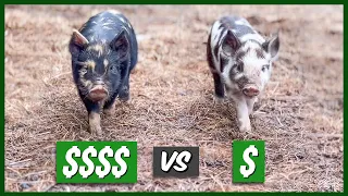 Breeders or Feeders? (Idaho Pastured Piglets)