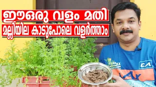 മല്ലിയില കാടുപോലെ വളർത്താൻ ഈ ഒരു വളം മതി | Best Fertilizer for Coriander Malayalam