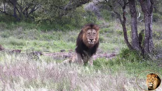 The King Is Dead: Xihamham Father Of Casper The White Lion And Brothers