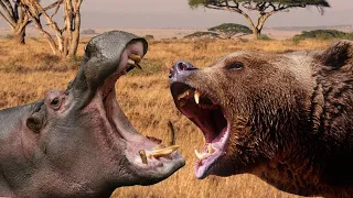 Lupte INCREDIBILE Între ANIMALE Sălbatice Surprinse de Camera Video!