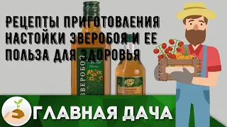 Рецепты приготовления настойки зверобоя и ее польза для здоровья