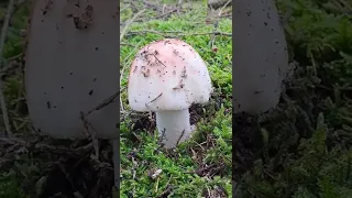 Death cap mushroom#shorts  #mushroom