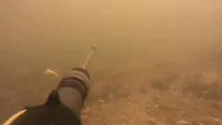 подводная охота на сазана весна 2023г
