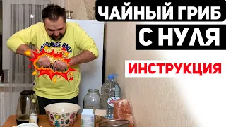 Чайный Гриб с Нуля - Инструкция