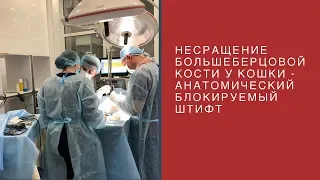 Несращение большеберцовой кости у кошки  - анатомический блокируемый штифт