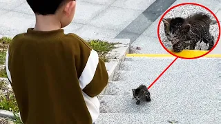 A Hungry, Lost Kitten Asks For Help From A Passing Child, Meowing As It Follows