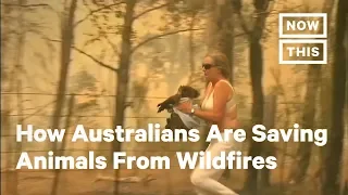Australians Are Going to Extreme Lengths to Save Animals from Fires | NowThis