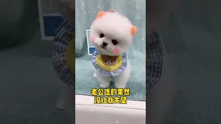 Mini Pomeranian 🔴 Funny and Cute Pomeranian Videos | Funny Puppy Videos/131