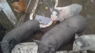 вьетнамские свиньи разделка