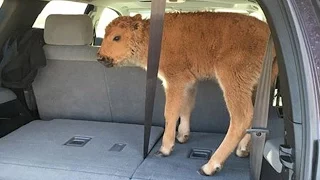 Yellowstone Bison Calf Euthanized After Tourists Put It In Car