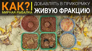 Как добавлять живую фракцию в прикормку? Рыбалка на фидер.