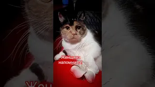 Мужик сказал-мужик сделал! 🥴 #shorts #cats #кошка #кошки #кот #юмор #смешныекоты