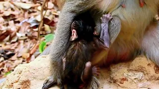 Heartless mother monkey refuse to feed her newborn baby.