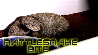 New rattlesnake morph?  Never been seen before Western diamondback!