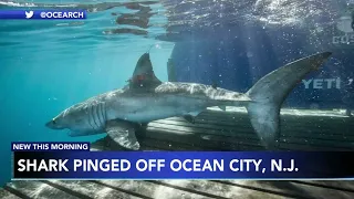 Great white shark pinged off the coast of Ocean City, New Jersey