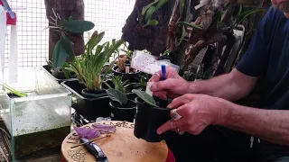 African Violet propagation from leaf cuttings