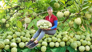 Harvest Custard Apple Fruit Goes to market sell, Raising pigs, chickens and ducks || Phương