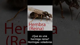 Que es una hormiga reina Hormigas voladoras #hormigas #shorts #viral