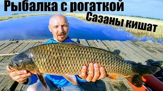 Рыбалка с рогаткой в России , рогатка с aliexpress для рыбалки ??? Сазан кишит Рыбалка сазан Рыбалка