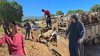 The family moved and Jamshid is selling some sheep due to the debt of the building