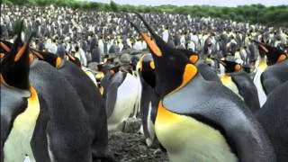 The Penguin King 3D - Skua Attack Clip