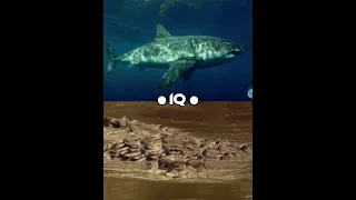 Great white vs saltwater croc #debate #animals #crocodile  #shark