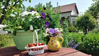 Как создать Малоуходный Опрятный Сад с Нуля. Взгляд Непрофессионала #garden #сад