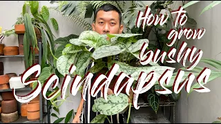 How to Grow BUSHY/FULL Pot Of Scindapsus (OR Pothos, Epipremnum, And Trailing Philodendrons)