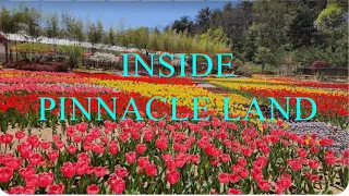 INSIDE PINNACLE LAND KOREA WITH TULIPS EVERYWHERE