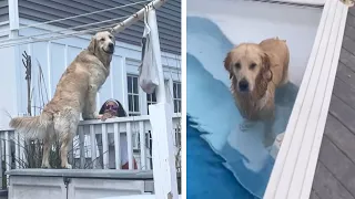 Dog Caught Sneaking Into Neighbor’s Yard to Swim