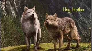 Twilight werewolves ~ Hey, brother