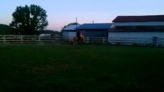 Flat Shod Performance  4 yr old filly