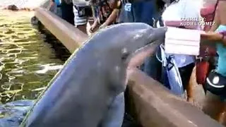 Watch: Dolphin jumps out of water and steals iPad