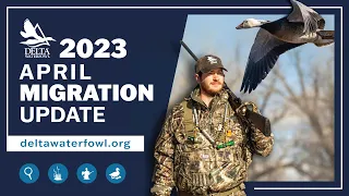 April 2023 Migration Update | Delta Waterfowl